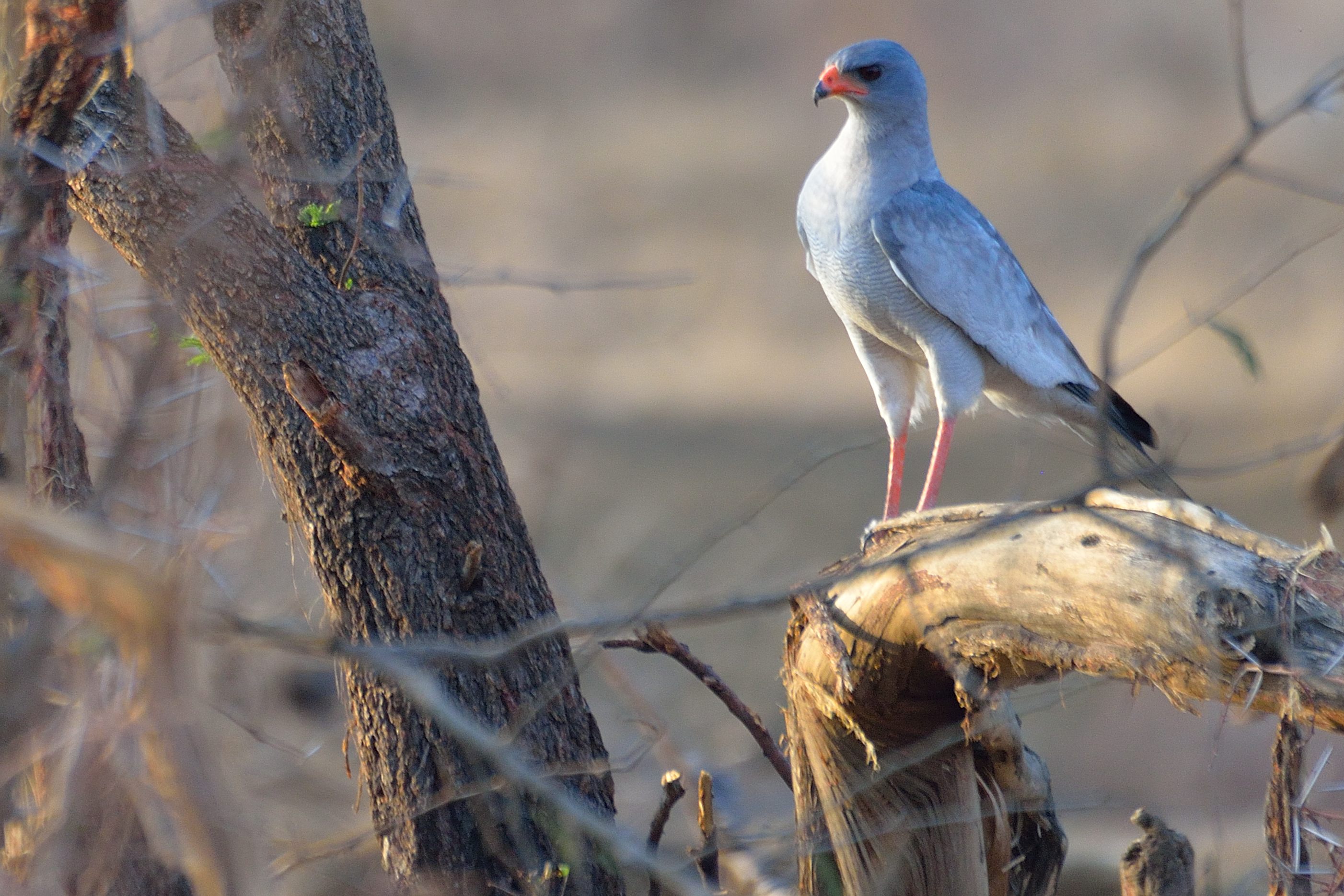 Autour chanteur adulte (Pale Chanting Goshawk, Melierax canorus), Etosha, secteur de Namutoni, Namibie.